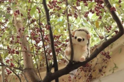 Fluffies Hedgehog Plush Collection -Doll Toy Shop 2637e3c44d9a4138911ba32bb1840450.jpg